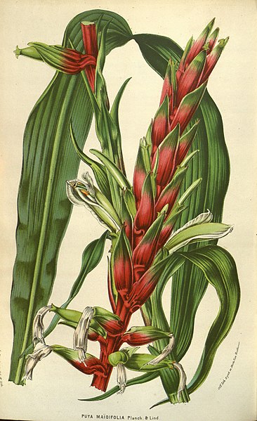 Файл:Pitcairnia maidifolia.jpg