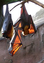 马来大狐蝠（英语：Large flying fox）（Pteropus vampyrus）