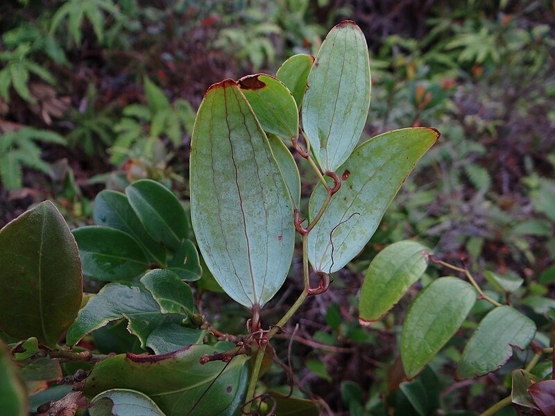 File:Smilax corbularia.jpg