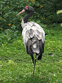 Black-necked crane, the state bird