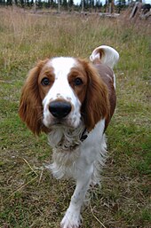 "A red and white spaniel is moving towards the camera."