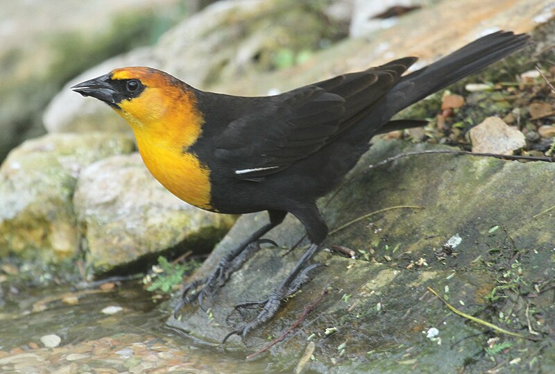 File:Yellow-headed Blackbird Tex.jpg