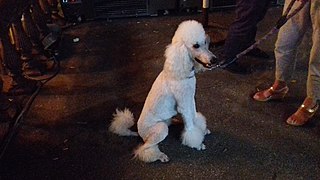 White royal poodle