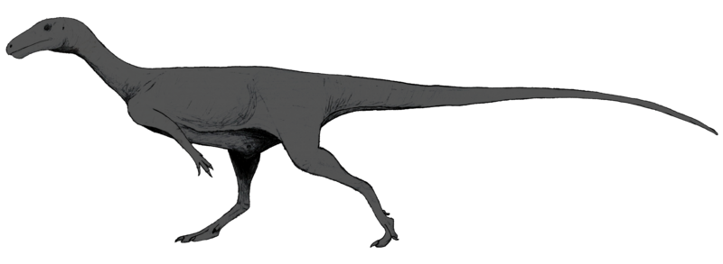 File:Afromimus LM (gray).png