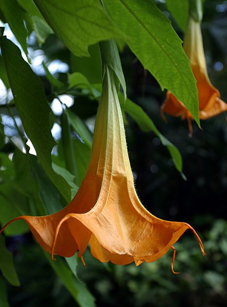 File:Brugmansia (detail).jpg