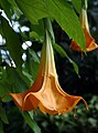 Brugmansia hybrid flower