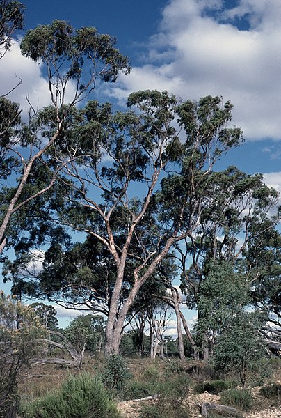 File:Eucalyptus terrica.jpg