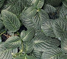 Fittonia albivenis ies.jpg