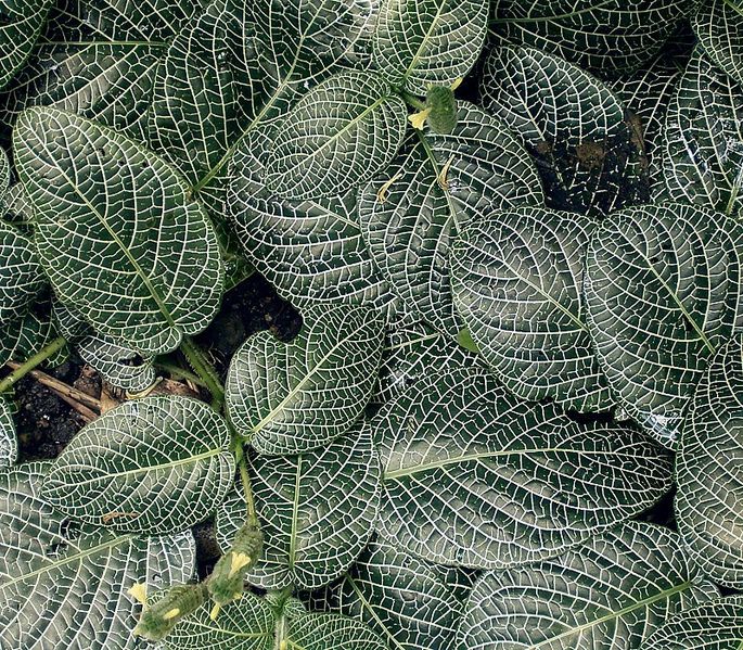 Файл:Fittonia albivenis ies.jpg