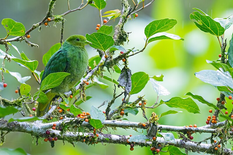 File:Golden Dove Female.jpg