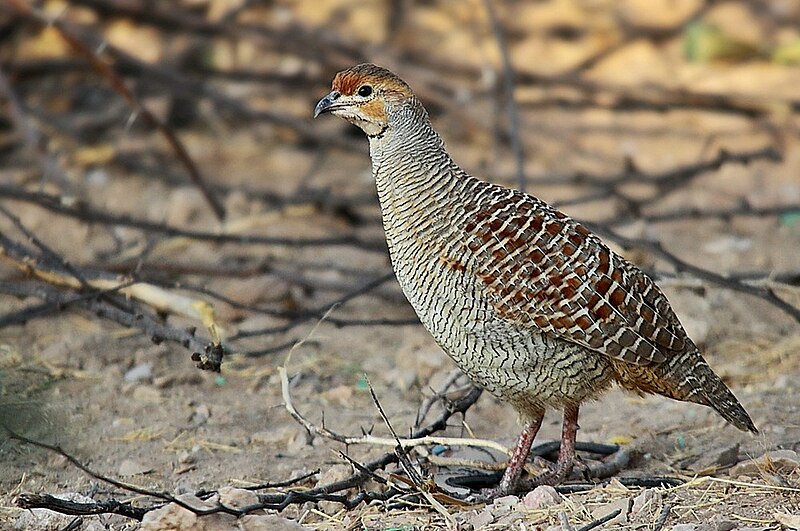 File:Grey Francolin.jpg