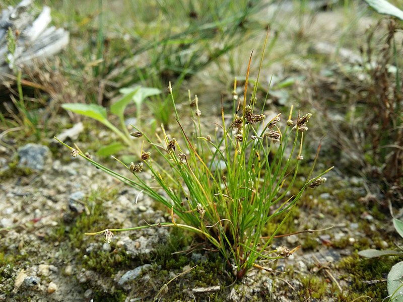 File:Isolepis setacea sl43.jpg