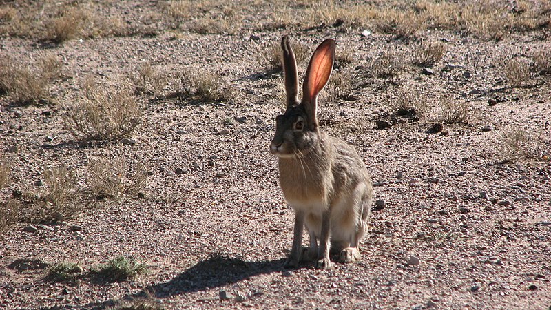 File:Jack Rabbit Ears.jpg