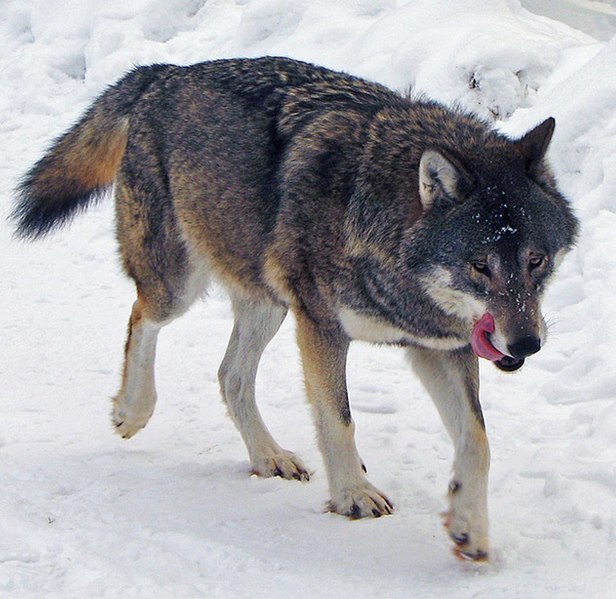 Файл:Kolmården Wolf.jpg