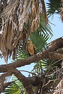 Immature bird in Selous Game Reserve, Tanzania