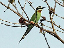 Madagascar Bee-eater RWD.jpg