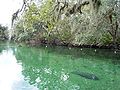 Manatee in Blue Spring.