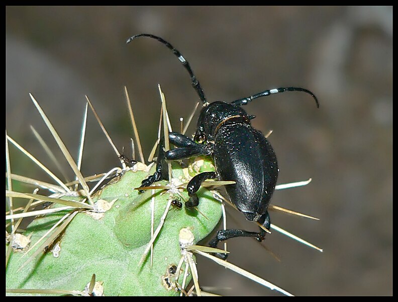 Archivo:Moneilema gigas01.jpg