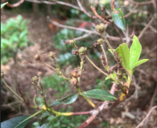 Mountain Laurel fruiting body