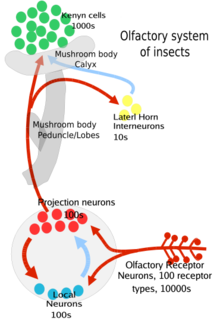 Olfactory pathway insects.png