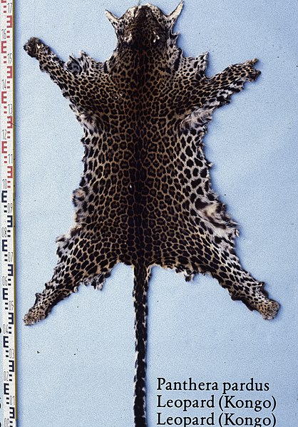 File:Panthera pardus (Leopard (Kongo)).jpg