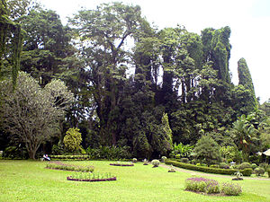 Peradeniya Botanical garden