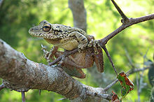 Scinax fuscovarius.jpg