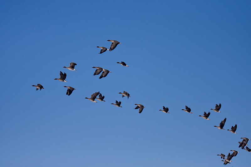 File:Tundra bean goose.jpg