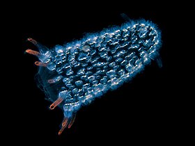 Pyrosomes are free-floating bioluminescent tunicates made up of hundreds of individuals