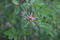 Pasture Rose, Rosa carolina