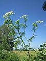 Бутень (Chaerophyllum)