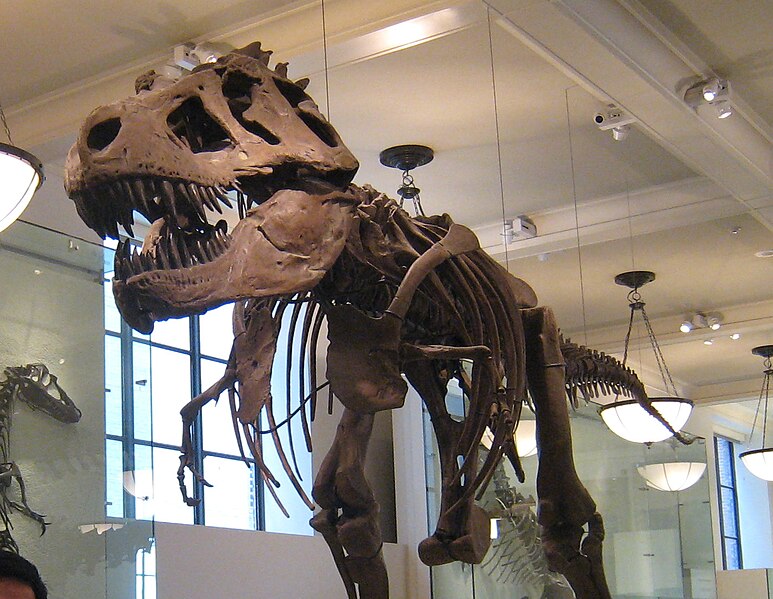 File:AMNH-TRex 3.jpg