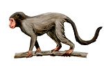 Miniatura para Aegyptopithecus