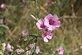 Flowers (anthers unopened), with upper leaves (France)