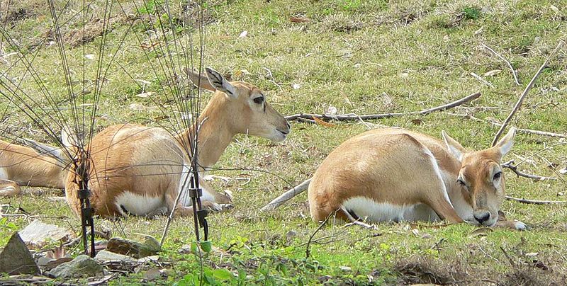 Файл:Antilope cervicapra4.jpg