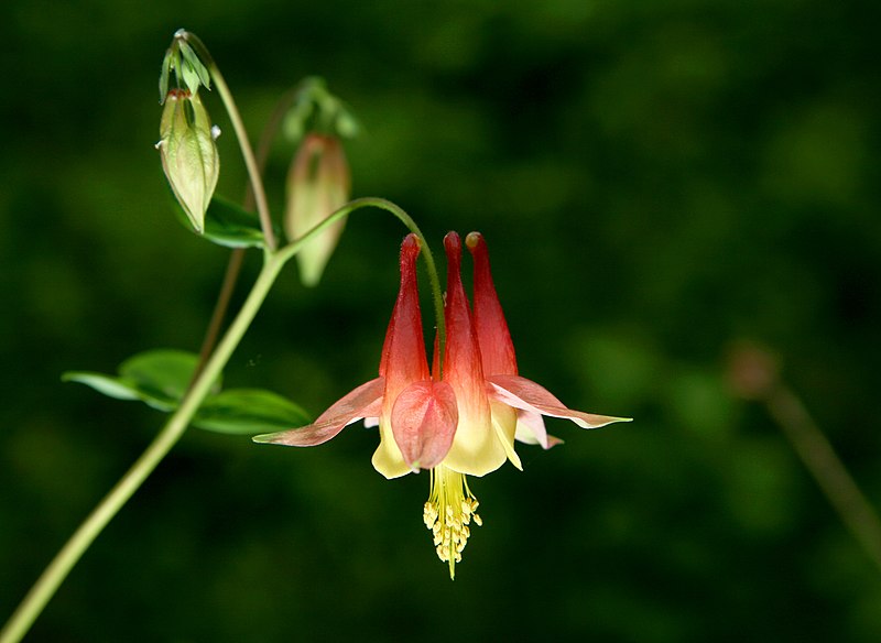 File:Aquilegia formosa 1.jpg