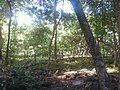 Forest below the fort