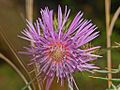 Flowerhead of Galactites tomentosus