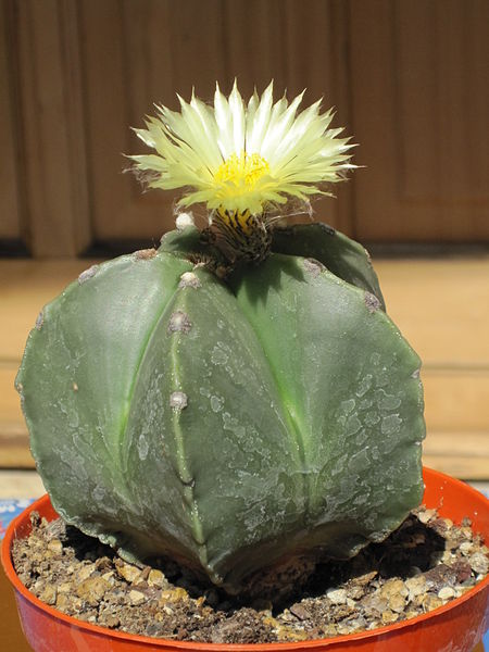 File:Astrophytum myriostigma nudum 5.JPG