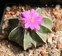 Aztekium hintonii