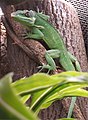 Anolis equestris