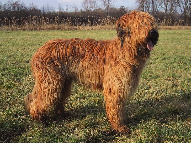 File:Briard fauve.JPG