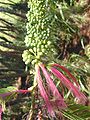 Brotes y flores abiertas de Calliandra calothyrsus