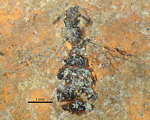 Casaleia eocenica SMFMEI5565.jpg