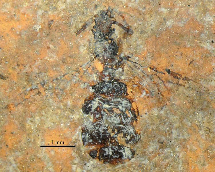 File:Casaleia eocenica SMFMEI5565.jpg