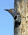 Female Red-shafted Flicker