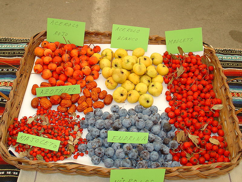 File:Frutos del otono.jpg