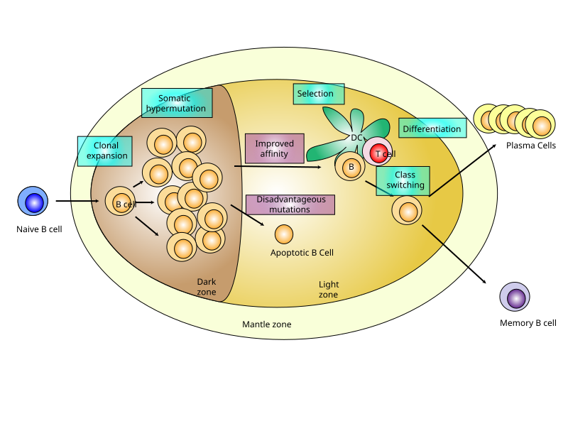 File:Germinal center.svg