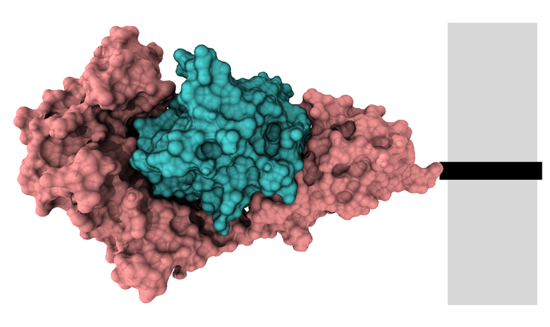 Archivo:Interleukin-1-receptor+IL-1beta 1ITB.png