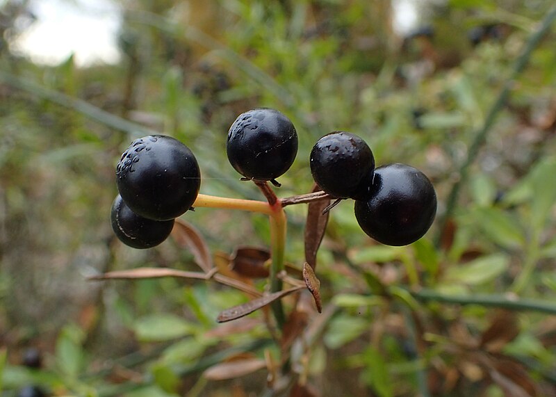 Файл:Jasminum fruticans kz07.jpg